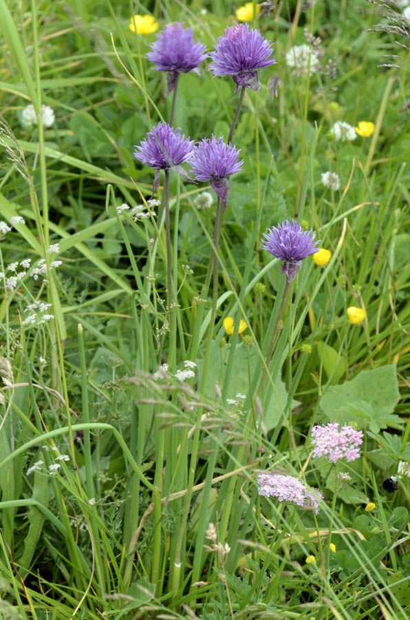 Allium schoenoprasum / Erba cipollina